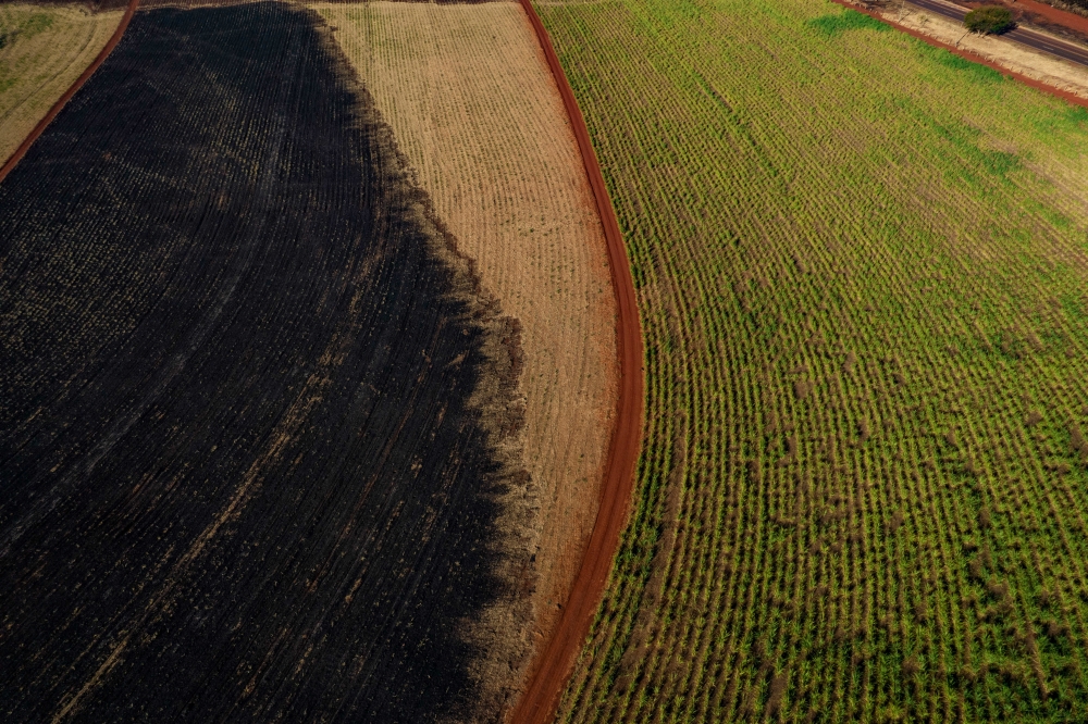 Destroyed crops at a sugarcane farm following wildfires in Riberaio Preto, Sao Paulo state, Brazil, on August 27, 2024. (Photo by Victor Moriyama/Bloomberg)