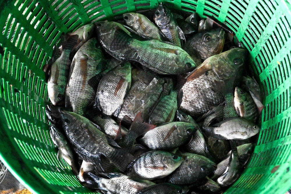 This photograph taken on July 15, 2024 shows blackchin tilapia fish in a basket after being caught in a canal in Bangkok. (Photo by James WILSON / THAI NEWS PIX / AFP)
