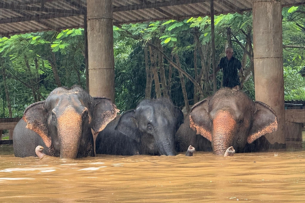 This handout photo taken and released on October 3, 2024 by the Elephant Nature Park shows elephants standing in flood waters at the sanctuary in Thailand's northern Chiang Mai province. Photo by Handout / ELEPHANT NATURE PARK / AFP