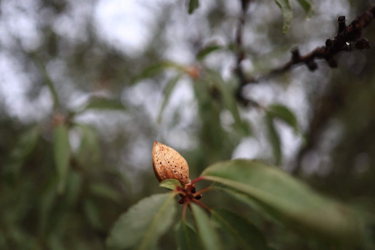 An almond remains on a tree after harvest on Del Bosque Farms in Firebaugh, California, on December 17, 2024. (Photo by David Swanson / AFP)
