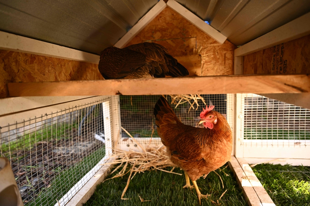 A pair of egg-laying hens get acclimated to their new yard after the chickens and a portable chicken coop were delivered to a house as part of the 
