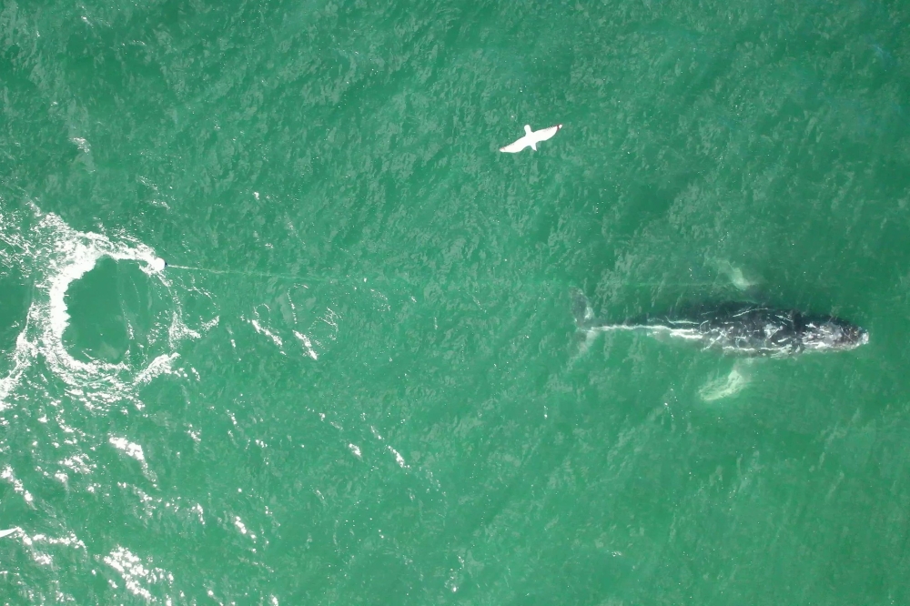 This handout frame grab taken from video footage provided by whale rescue group Organisation for the Rescue and Research of Cetaceans in Australia (ORRCA) on June 9, 2025 shows the distressed humpback whale tangled in a rope swimming south of Sydney Harbour. (Photo by Handout and Clay Sweetman / ORRCA / AFP) 