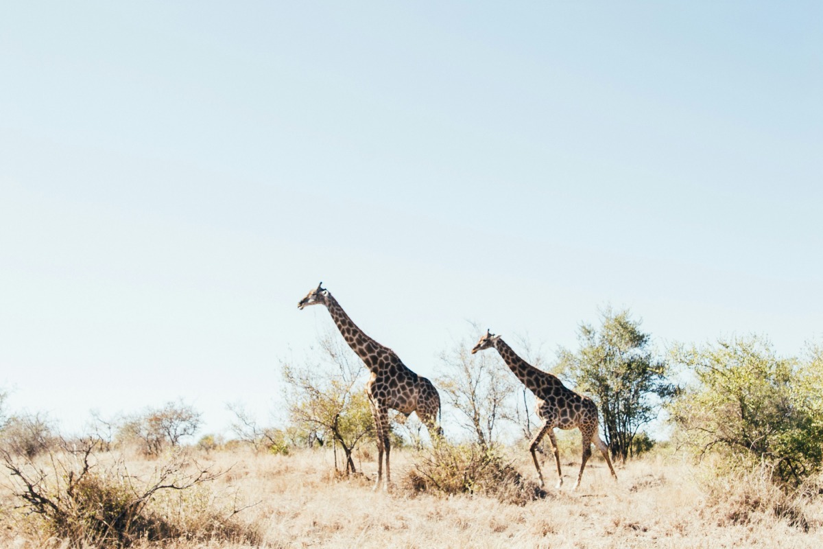 Photo of Kruger National Park, South Africa, used for representational purposes only