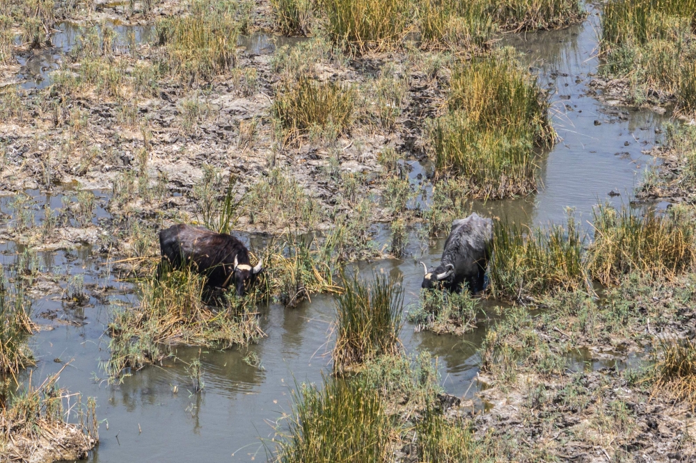 This aerial view shows water buffaloes drinking from a marsh in the drought-striken Chibayish marshes in Iraq's southern Dhi Qar province on August 19, 2025. (Photo by Asaad Niazi / AFP)
 