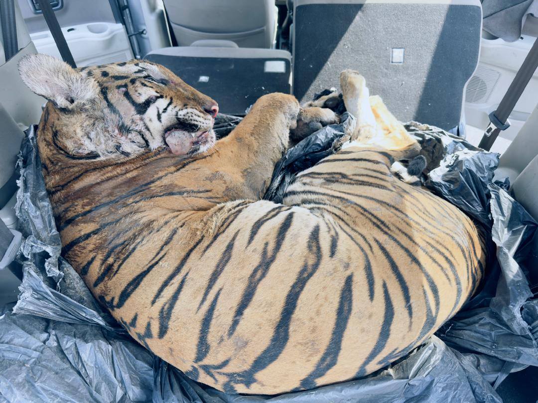 The carcass of a Malayan tiger discovered in the boot of a car in Johor. Photo: Facebook / KDNKA
