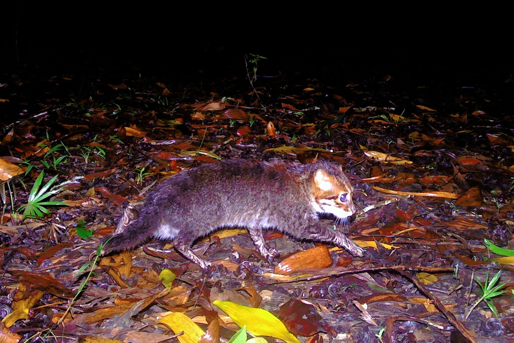 This handout picture taken with a camera trap and released on December 26, 2025, by Thailand's Department of National Parks, Wildlife and Plant Conservation (DNP) and Panthera Thailand shows a recently rediscovered flat-headed cat in southern Thailand's Princess Sirindhorn Wildlife Sanctuary. (Photo by Handout / various sources / AFP) /