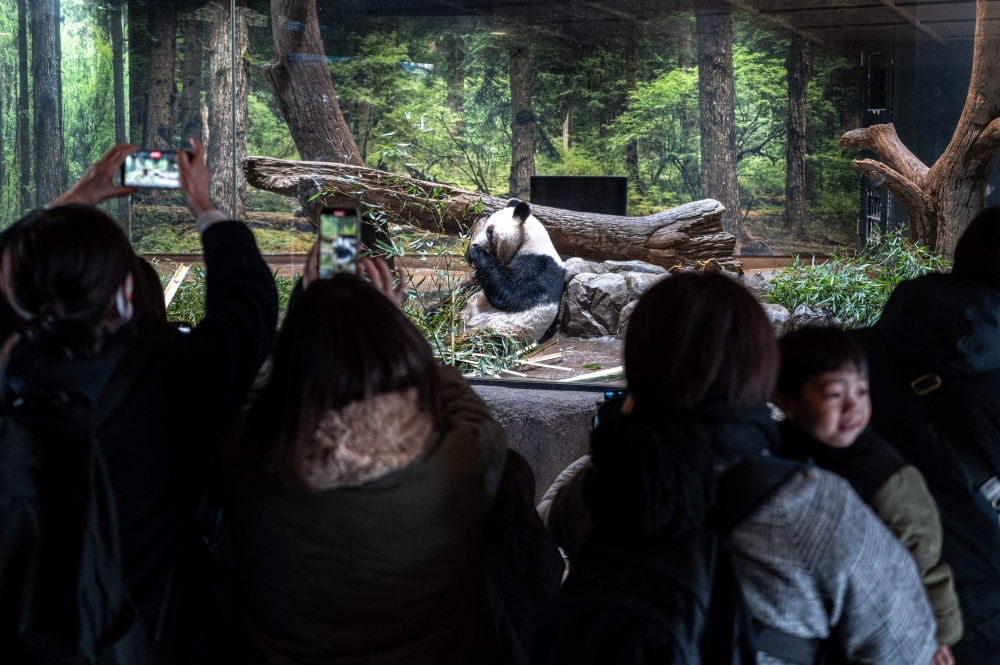 People watch the giant panda Lei Lei eat during the final day for public viewing before its departure for China, at Ueno Zoo in Tokyo on January 25, 2026. Panda twins Lei Lei and Xiao are set to return to China on January 27, leaving Japan without a panda for the first time since the two Asian giants normalised the diplomatic ties in 1972.(Photo by Philip FONG / AFP)
