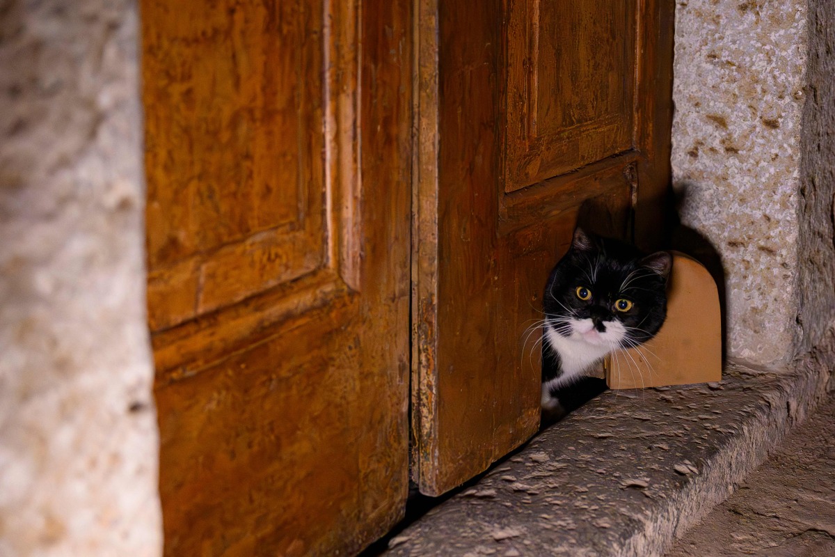 A cat passes through a cat flap on the door at the The Ottoman Topkapi Palace in Istanbul on January 20, 2026. (Photo by Yasin AKGUL / AFP)