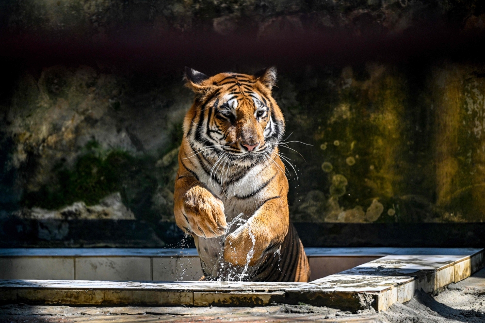 TOPSHOT-BANGLADESH-ENVIRONMENT-SUNDARBANS
This photograph taken on April 7, 2026 shows a Royal Bengal tiger cooling off from the heat inside the Bangladesh National Zoo in Dhaka.
(Photo by Munir UZ ZAMAN / AFP) 
