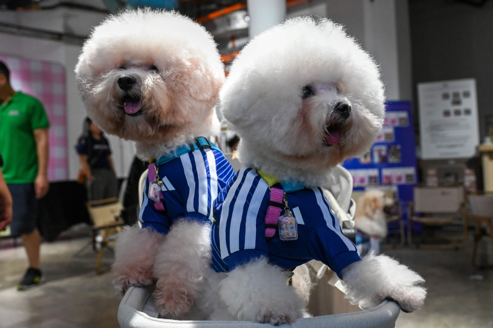Pet dogs wearing matching football shirts are pictured during a media preview of FurKids Fiesta, showcasing Adidas' first pet collection, in Singapore. (Photo by Roslan Rahman / AFP)