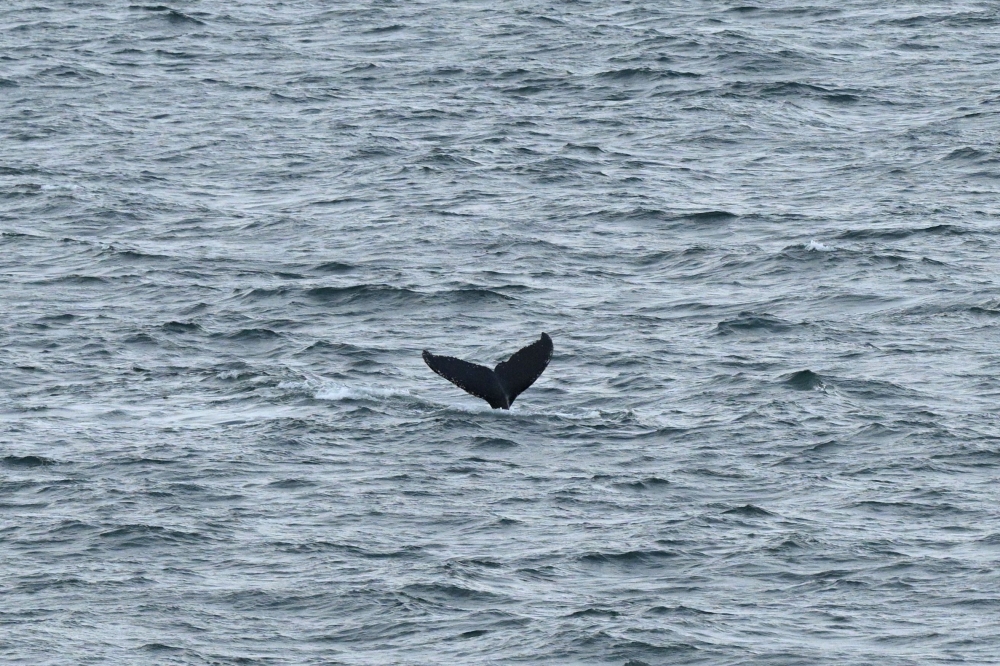A whale dives at the Beagle channel near Ushuaia, Tierra del Fuego, Argentina at dawn on May 19, 2026. (Photo by Juan Mabromata / AFP)
 