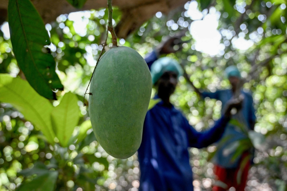 This photograph taken on June 4, 2026, shows workers harvesting mangoes from a tree at an orchard in Hyderabad City, in Pakistan's Sindh province. (Photo by Rizwan Tabassum / AFP)