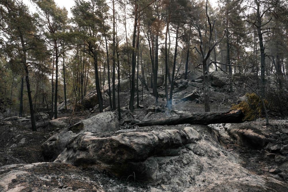 This photograph shows burnt undergrowth following a fire in the Fontainebleau Forest, in Noisy-sur-Ecole, in the Paris' Ile-de-France region on July 14, 2026. (Photo by Dimitar Dilkoff / AFP)