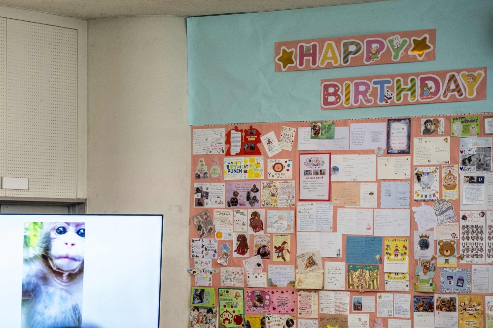 A TV screen showing the footages of the male Japanese macaque monkey named 'Punch' is pictured next to a wall with birthday messages for its upcoming one-year-old birthday, at Ichikawa City Zoo and Botanical Gardens in Ichikawa on July 24, 2026. (Photo by Philip Fong / AFP)