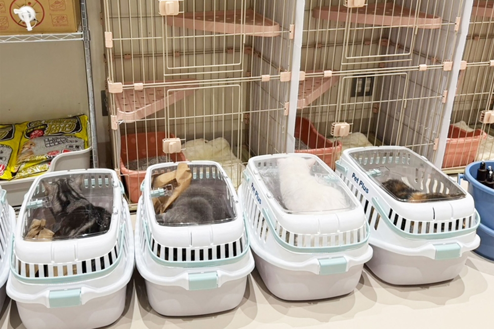 In this handout photo released by MOFF Corporation on July 30, 2026, rescued cats are seen at a MOFF facility in Hiroshima on July 29, 2026. (Photo by Handout / MOFF Corporation / AFP) 
