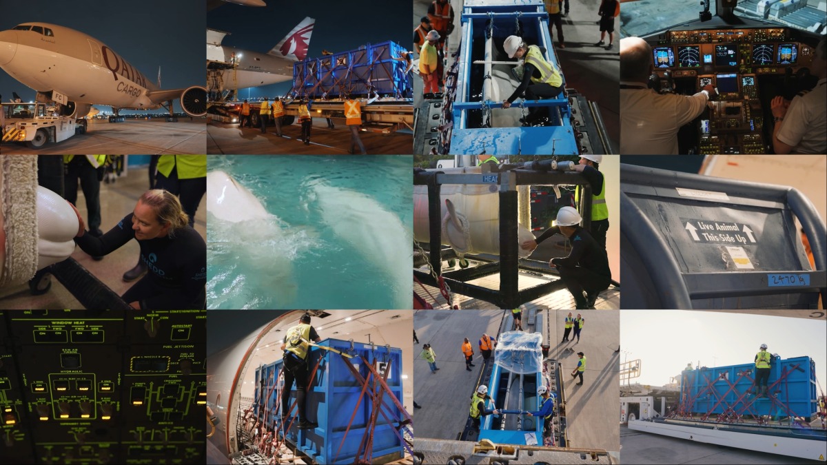 A collage of screenshots from the video shared by Qatar Airways.