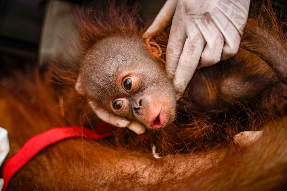 This handout picture taken on September 8, 2026 and released on September 10, 2026 by Indonesia's Ministry of Forestry and Yayasan Inisiasi Alam Rehabilitasi Indonesia (YIARI) shows a young orangutan during a rescue operation in Pemangkat village in West Kalimantan province. (Photo by Muffidz Ma'sum / YIARI / AFP)