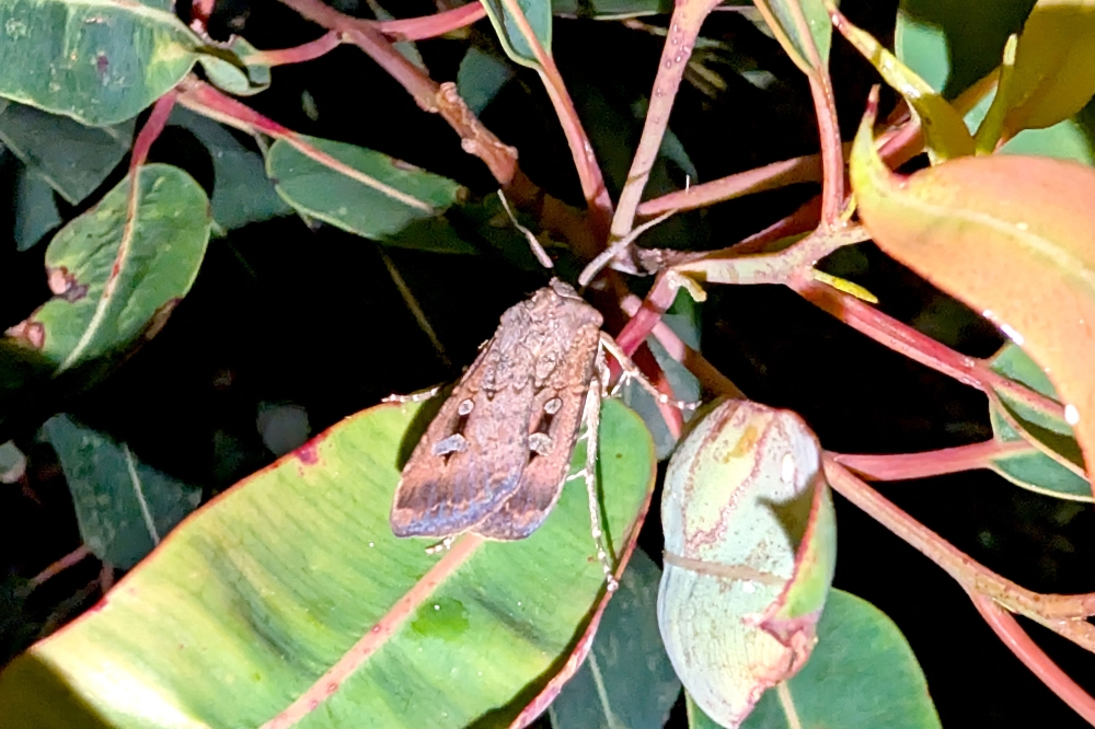 This picture taken on October 1, 2026 shows a Bogong moth among the leaves of a tree in Sydney. (Photo by David WILLIAMS / AFP)