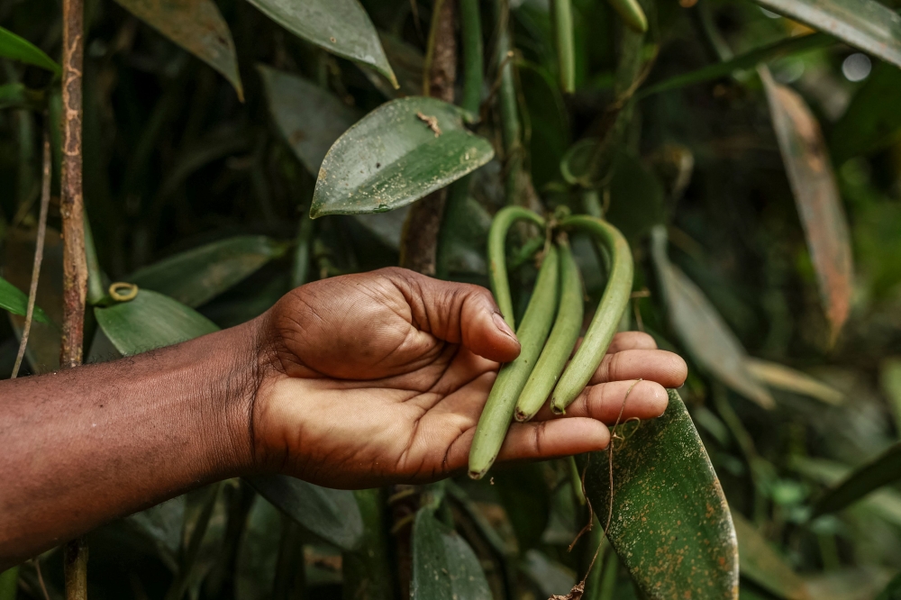 A man shows vanilla pods in a field in Abade, in Sao Tome, capital of Sao Tome and Principe, on August 7, 2026. (Photo by Daniel Beloumou Olomo / AFP)