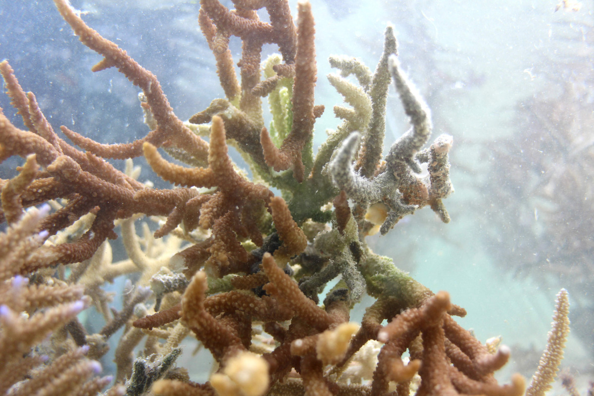 This picture taken on October 5, 2026, shows healthy coral growing in the waters of the Naidiri Marine Biodiversity Park, a marine protected area located about 52 kilometres from Nadi. Photo by Saeed KHAN / AFP