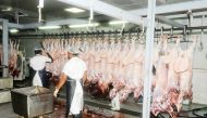 Scarified animals of charity organisations at the automated slaughterhouse at the Central Market.