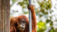Images: Zoological Parks Authority of Western Australia (Photo credit: Alex-Asbury)
