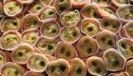 A typical Bengali sandesh Photographed at Kolkata (Biswarup Ganguly / Wikimedia Commons) 