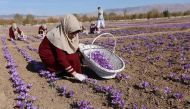 Afghan women collect saffron flowers in the Karukh district of Herat, Afghanistan, November 5, 2016. Picture taken November 5, 2016. REUTERS/Mohammad Shoib
