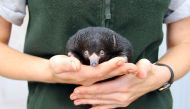 This hand out photo released by the Taronga Zoo on November 17, 2016 shows a keeper carrying a baby puggle in Sydney. AFP PHOTO / Paul FAHY / Taronga Zoo