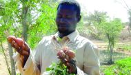 A farmer in Niger shows harvested crop.