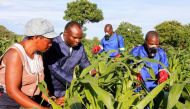 Small scale farmer Mutale Sikaona and agricultural officials examine maize plants affected by armyworms in Keembe district, Zambia, January 6, 2017. REUTERS/Jean Mandela