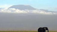 An elephant grazes at the Amboseli National Park on October 7, 2013. A Tanzanian court sentenced Boniface Matthew Maliango to 12 years in prison for trafficking illegal ivory. FILE PHOTO | TONY KARUMBA | AFP.
