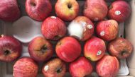 Apples seized by officials.