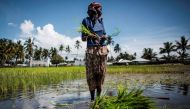 (FILES) This file photo taken on February 16, 2017 shows a Mozambican woman working in a rice paddy in Palma, where large deposits of natural gas where found offshore. AFP / John Wessels 