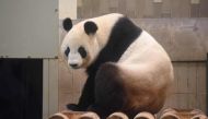 (FILES) This file photo taken on May 24, 2017 shows 11-year-old female giant panda Shin Shin taking a rest in her cage at Tokyo's Ueno Zoo. AFP / Kazuhiro NOGI
