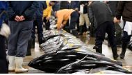 Fishmongers check bluefin tuna before the new year's first auction at the Tsukiji fish market on Jan 5, 2017. (Photo: AFP/Toshifumi Kitamura).