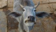 This file photo taken on November 5, 2015 shows a cow looks on at a cow shelter owned by Babulal Jangir, a rustic self-styled leader of cow raiders, and Gau Raksha Dal (Cow Protection Squad) in Taranagar in the desert state of Rajasthan. India's Prime Min