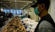 Customs officers in Hong Kong have seized more than seven tonnes of ivory with an estimated market value of US$9 million, the city's largest bust for three decades (AFP Photo/Anthony WALLACE).