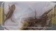 Bearded dragons - which take their name from the scales under their head that resemble a beard - are popular pets due to their hardy and tame nature. (Photo: AFP/Malaysian Border Security Agency/Handout).