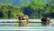 One-horned rhinoceroses are seen at the flooded Kaziranga National Park in the northeastern state of Assam, yesterday.