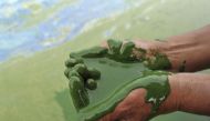 A fisherman fills his cupped palms with water from the algae-filled Chaohu Lake in Hefei, Anhui province, June 16, 2009. (Reuters)