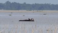 (FILES) This file photo taken on August 17, 2017 shows an Indian one-horned rhinoceros wading through flood waters at the flooded Pobitora wildlife sanctuary in India's northeastern Assam state. AFP / Biju BORO
