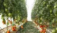 Tomatoes getting ready for local market in a Qatar farm. 