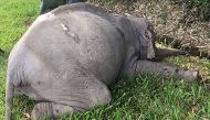 
A dead elephant lying on the busy Gerik-Jeli highway after being fatally hit by a tourist bus, around 300kms outside Kuala Lumpur. AFP Photo / Malaysia Department Of Wildlife And National Parks.
