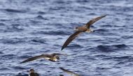 .Temporarily deprived of the ability to smell, Scopoli's shearwaters had trouble finding their way home after embarking from the Spanish island of Menorca to forage, researchers reported in the journal Scientific Reports. (Photograph courtesy: Malta Seabi