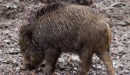 Representational image of a wild boar. 