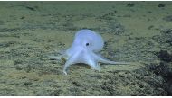 An incirrate octopod is shown at a depth of 4,290 meters taken by a remotely operated underwater vehicle Deep Discoverer near Necker Island, or Mokumanamana, on the northwestern end of the Hawaiian Archipelago in this image courtesy of NOAA Office of Ocea