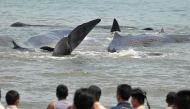 Locals look on as a pod of sperm whales are stranded in shallow water in Durung Village, Aceh Besar, Aceh, Indonesia November 13, 2017 in this photo taken by Antara Foto. Antara Foto/Ampelsa/ via REUTERS