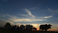 An Indian herder walks with his cows during sunset on the outskirts of Siliguri on November 14, 2017. Image used for representation only. AFP / DIPTENDU DUTTA
