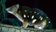 A file photo of a spotted tiger quoll seen in its enclosure at Taronga Zoo in Sydney May 7, 2014. / AFP / PETER PARKS